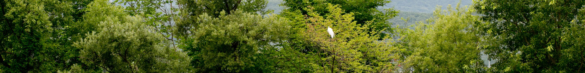 ���帲12 ������ ����̹���